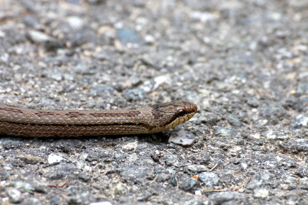 Mi vien da dire Coronella austriaca,  lei?